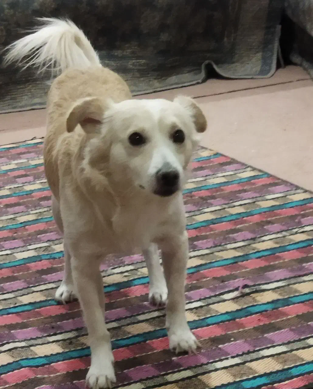 گمشده سگ|حیوانات|اصفهان, الهیه|دیوار