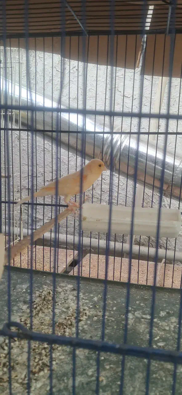 قناری نر|پرنده|سبزوار, پاسداران|دیوار