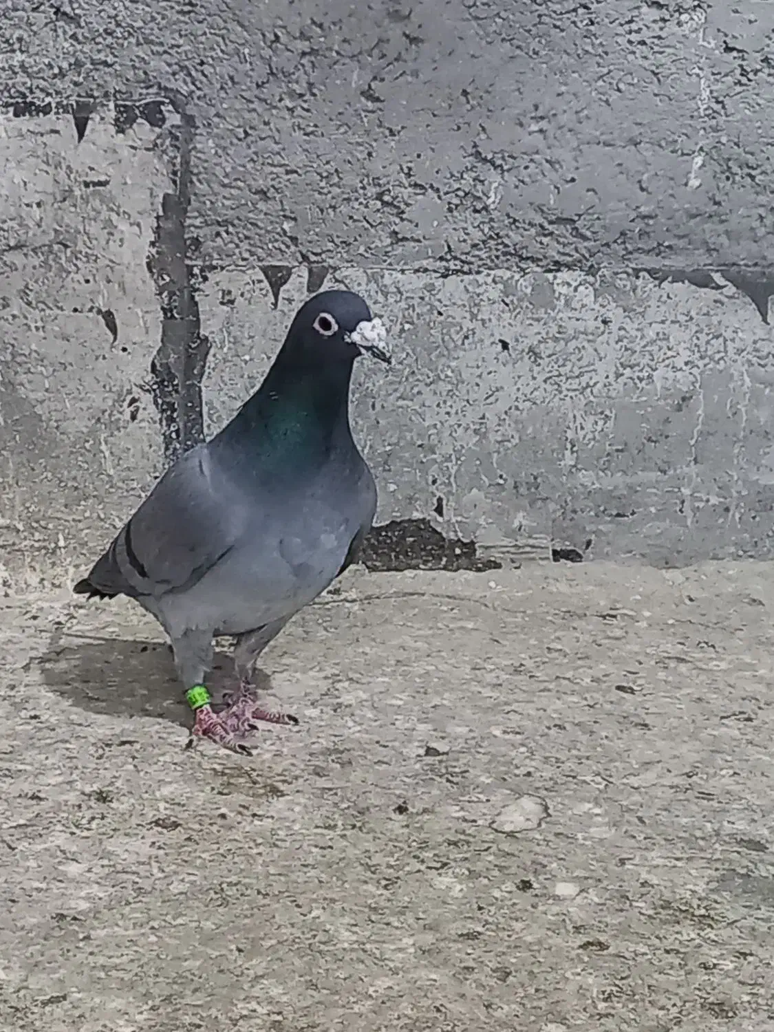 کبوتر کبود پلاکی|پرنده|الوند, |دیوار