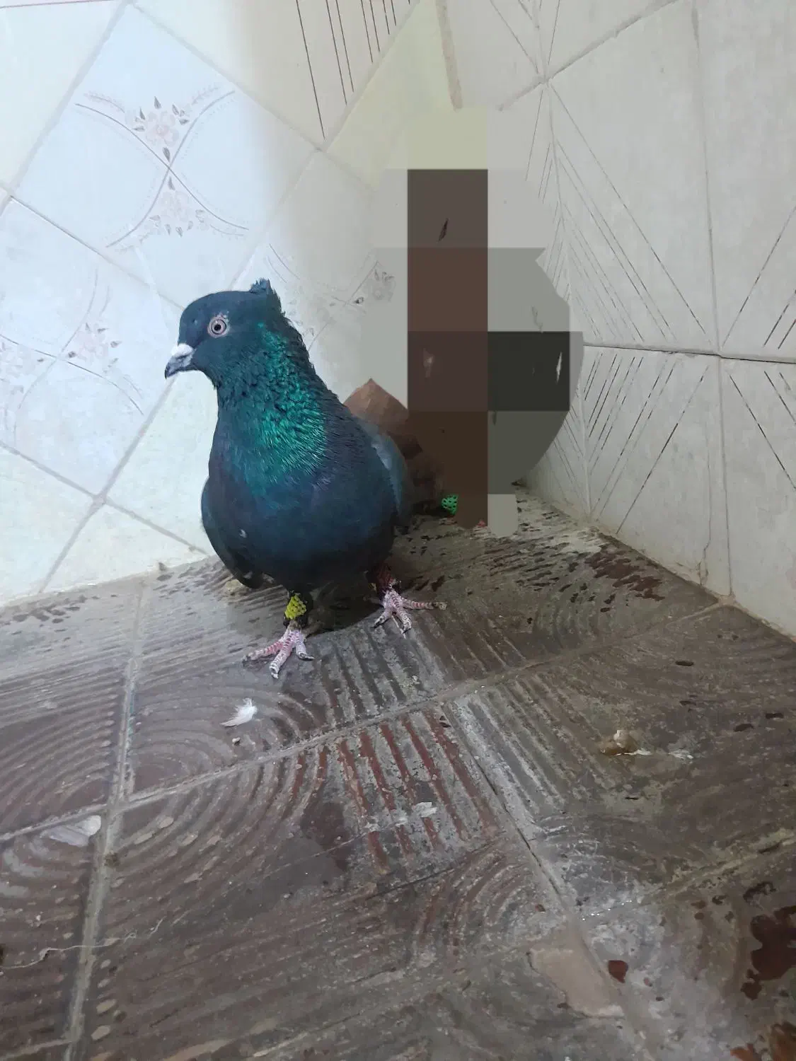 زاغ دمسفید|پرنده|آباده, |دیوار