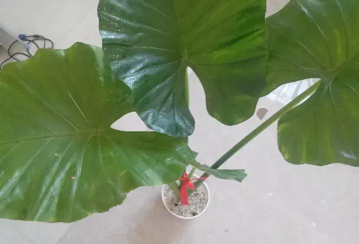 گل آدم|گل و گیاه طبیعی|جیرفت, |دیوار