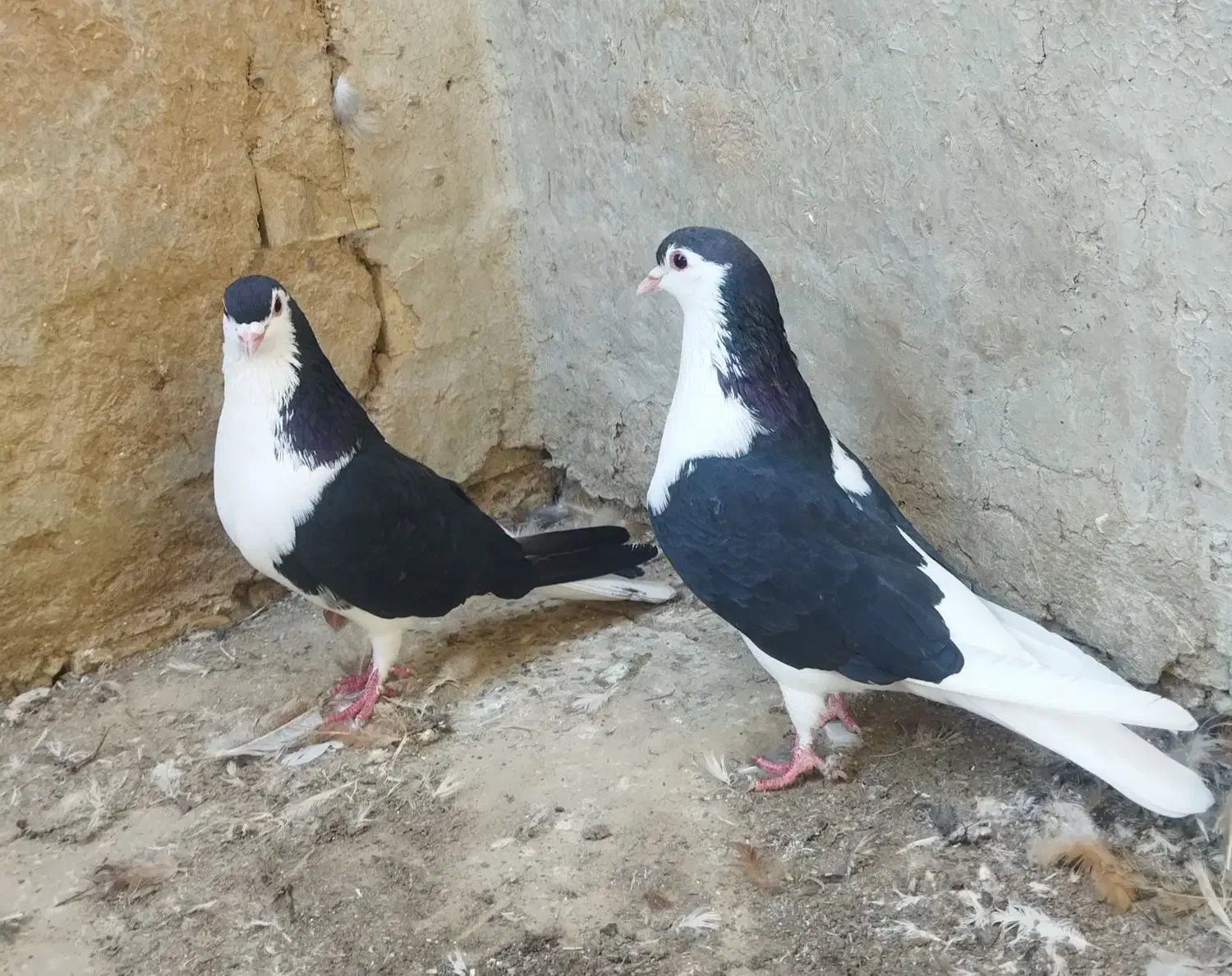 کبوتر|پرنده|رامیان, |دیوار