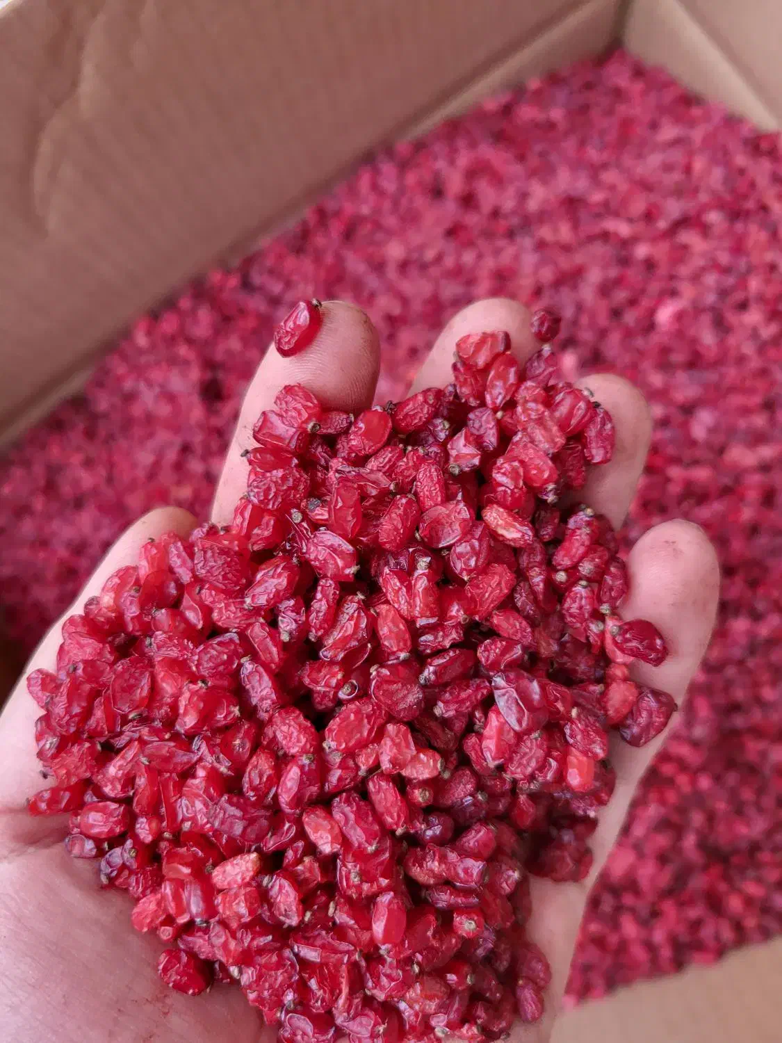 ۵۰۰ کیلو زرشک پفکی صادراتی|خوردنی و آشامیدنی|تهران, مولوی|دیوار