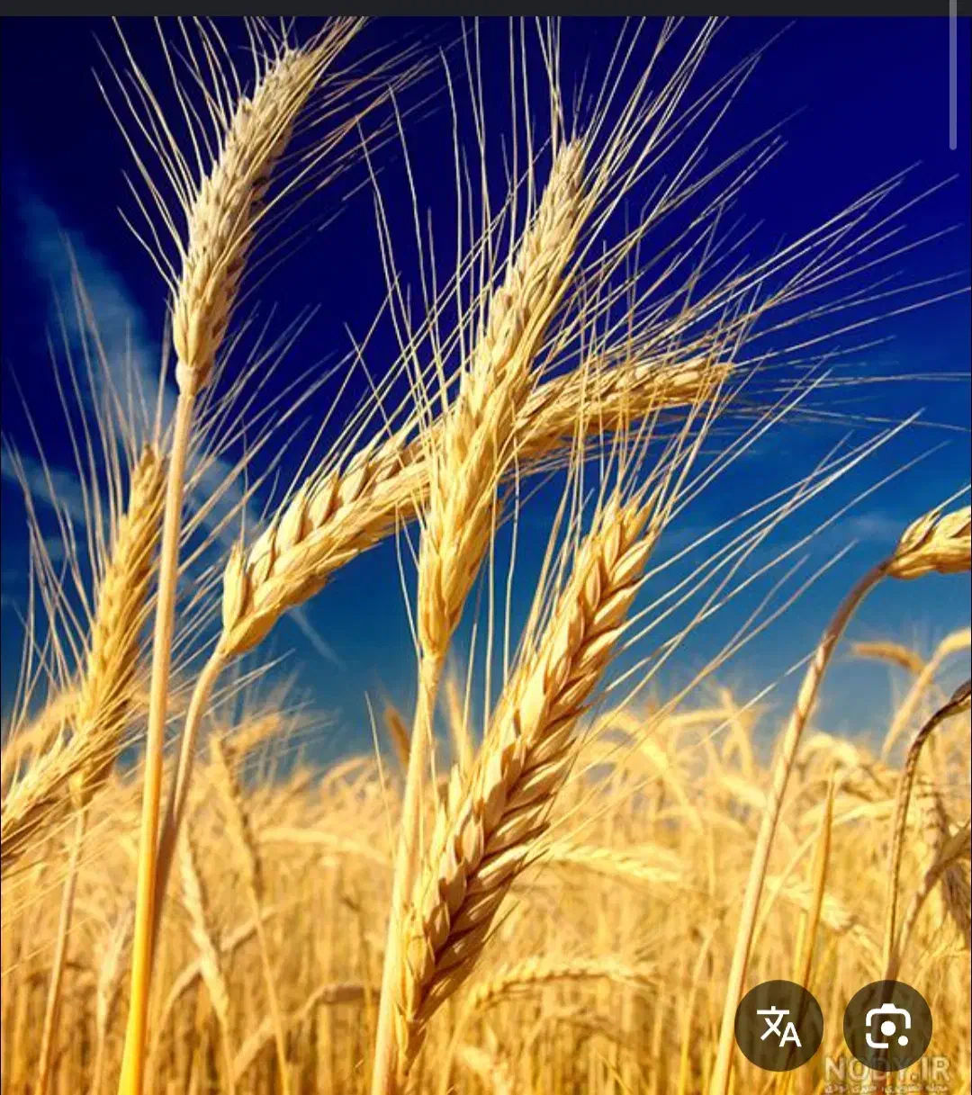 فروش گندم|خوردنی و آشامیدنی|تربت‌حیدریه, شهید قرنی|دیوار