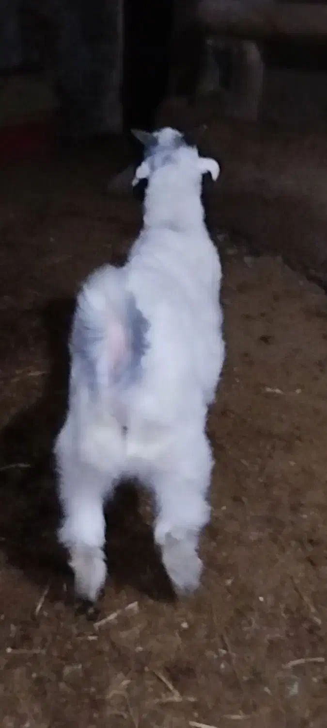 بزغاله|حیوانات مزرعه|کرمانشاه, |دیوار