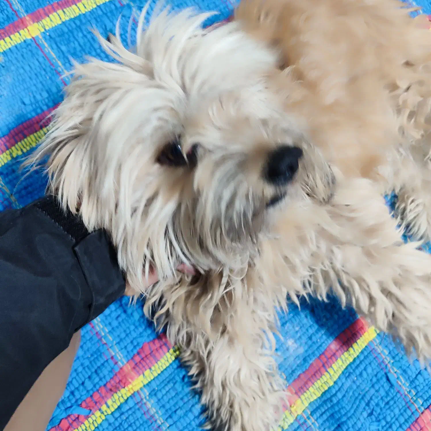 سگ تریر اپارتمانی بی سر و صدا|سگ|کرمان, |دیوار