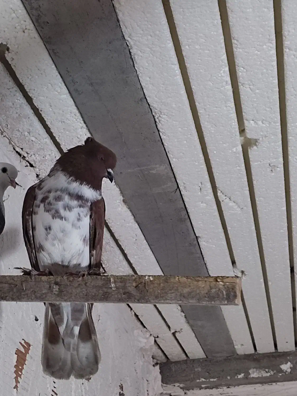 کبوتر غریب|پرنده|قرق, |دیوار