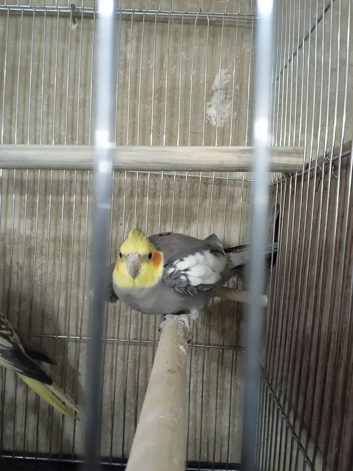 پرنده|پرنده|ورامین, خورین|دیوار