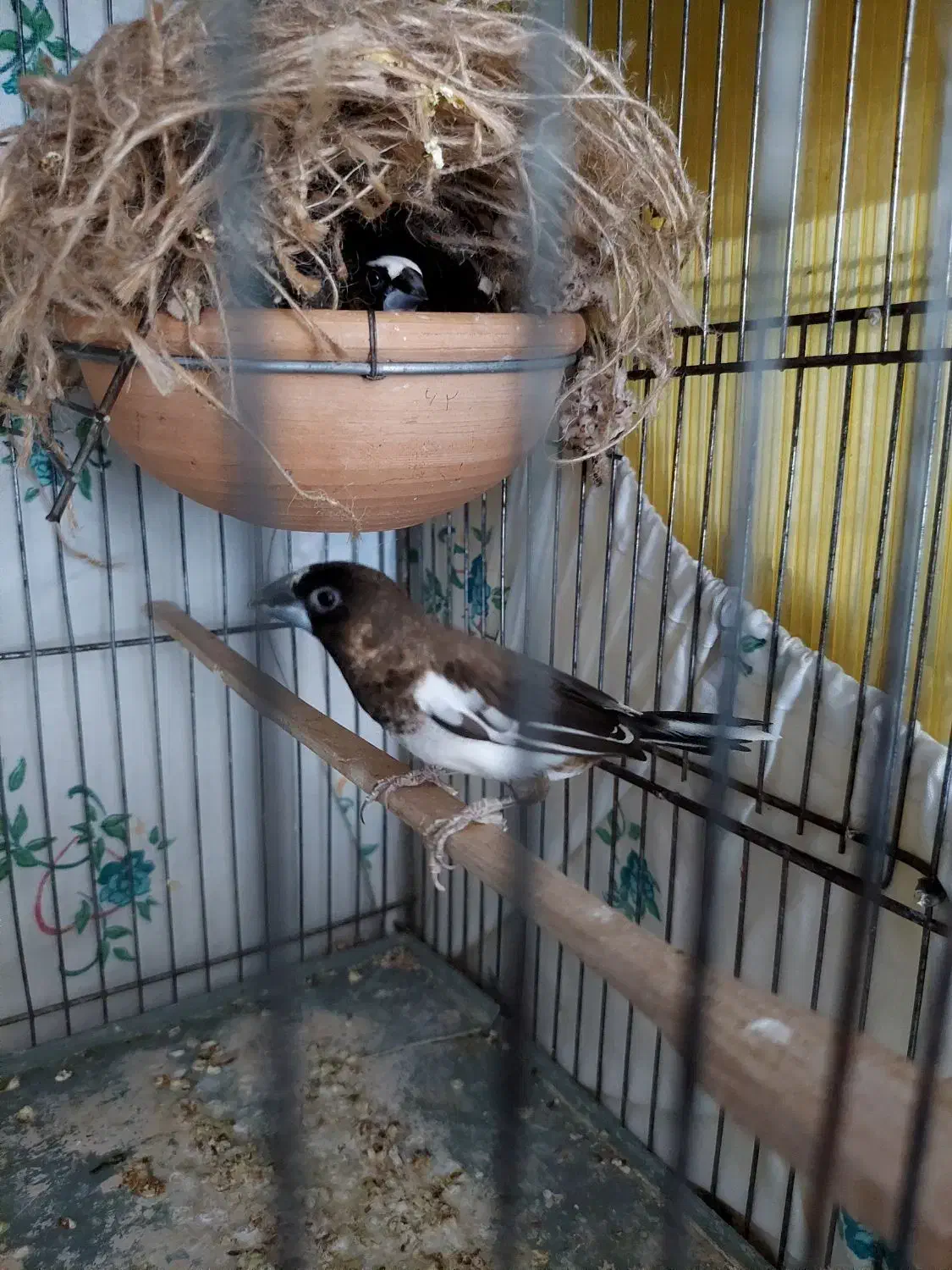 فنچ بنگالی|پرنده|کرج, کمال‌شهر|دیوار