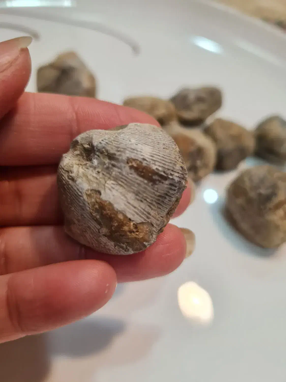 فسیل صدف|کلکسیون اشیاء عتیقه|گنبد کاووس, |دیوار