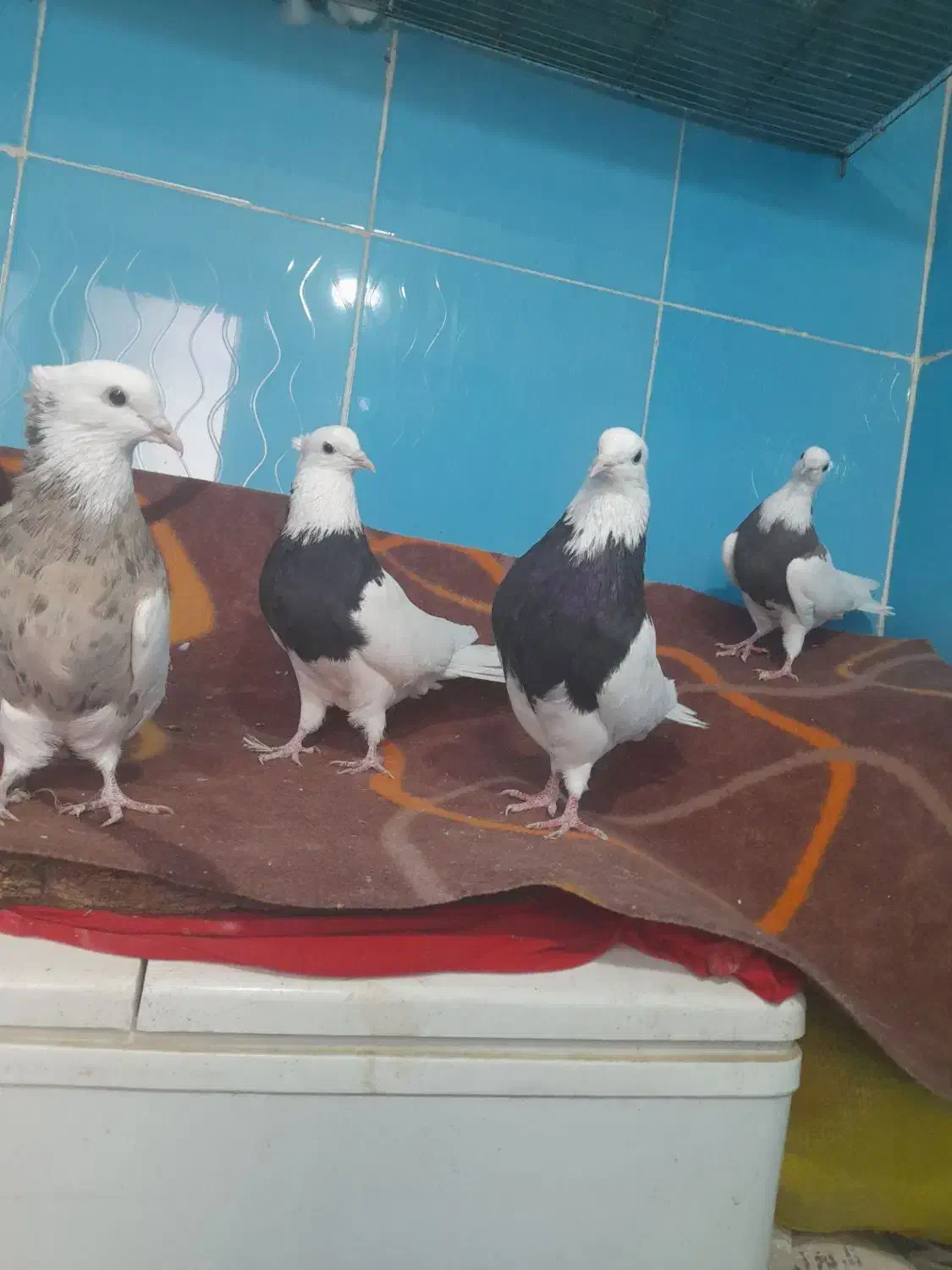 چهارتا کبوتر یکی ماده سه تا نر|پرنده|کنگاور, |دیوار