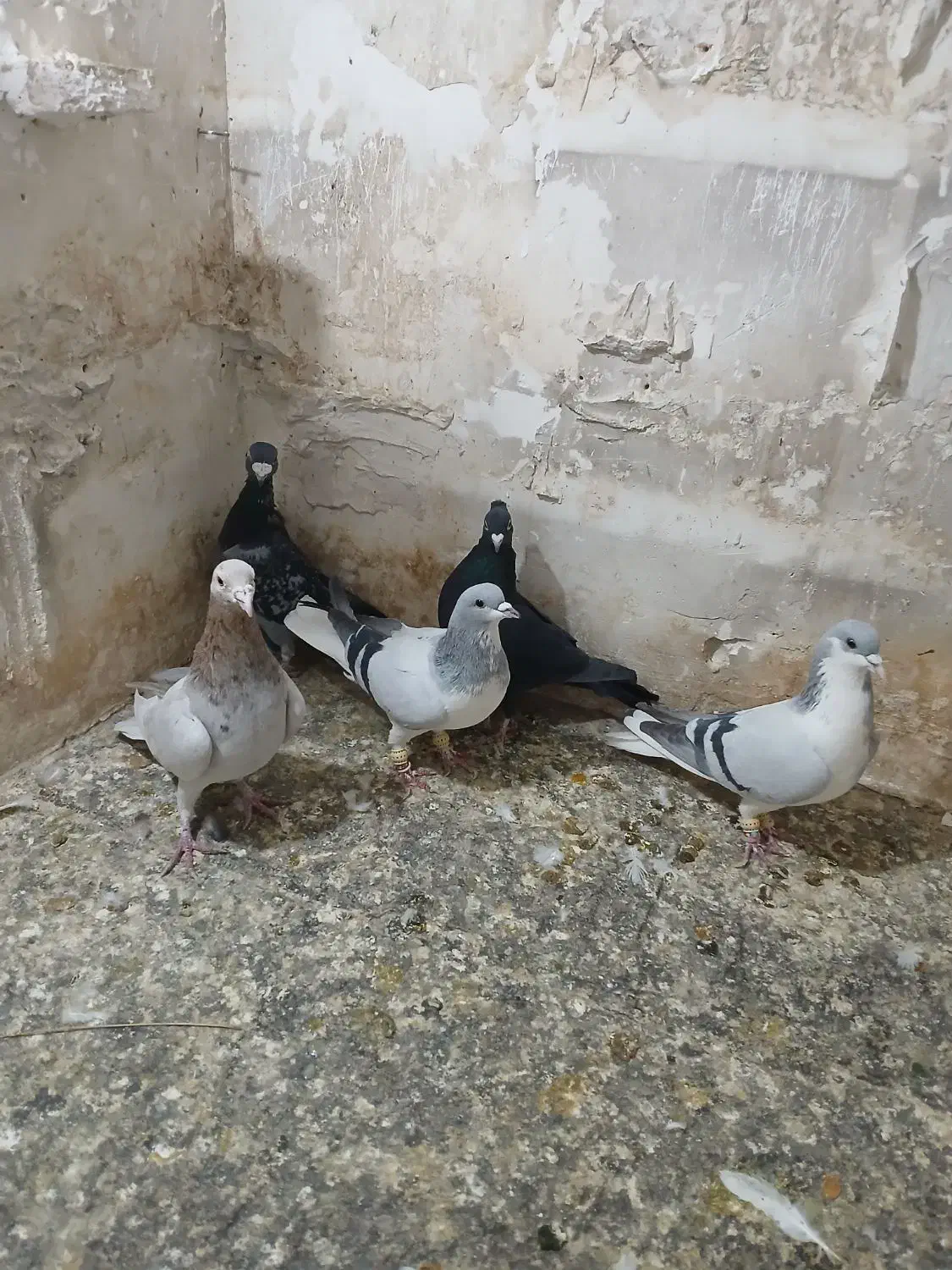 کفتر فروشی|پرنده|تاکستان, |دیوار