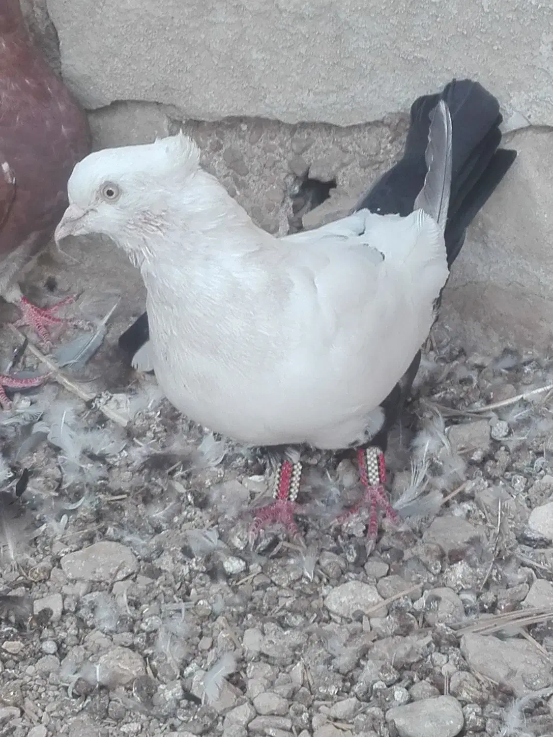 کبوتر بهبهانی|پرنده|لار, |دیوار