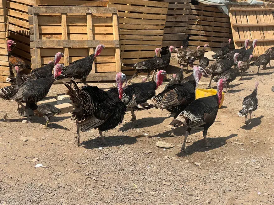 بوقلمون نرماده (با سگ خوب ادم گیر طاق میزنم )|حیوانات مزرعه|قزوین, |دیوار