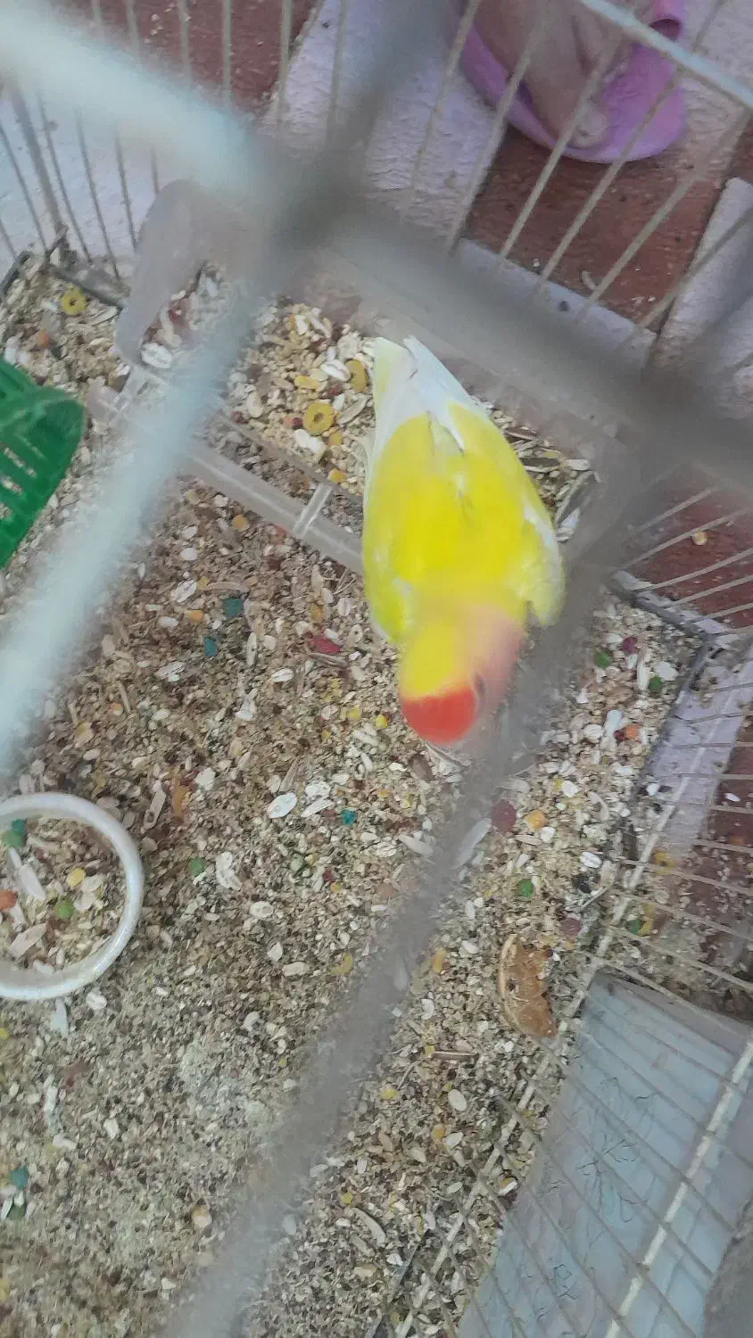 کوتوله و عروس سخن گو|پرنده|بیرجند, |دیوار