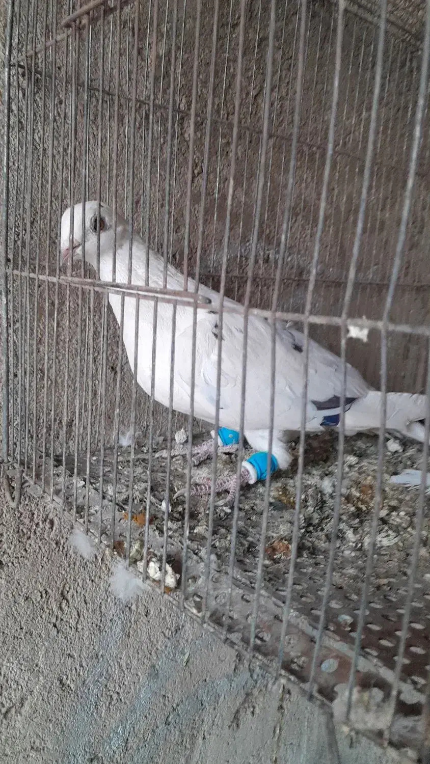 کبوتر تهرونی بلند پرواز|پرنده|شیراز, داریون|دیوار