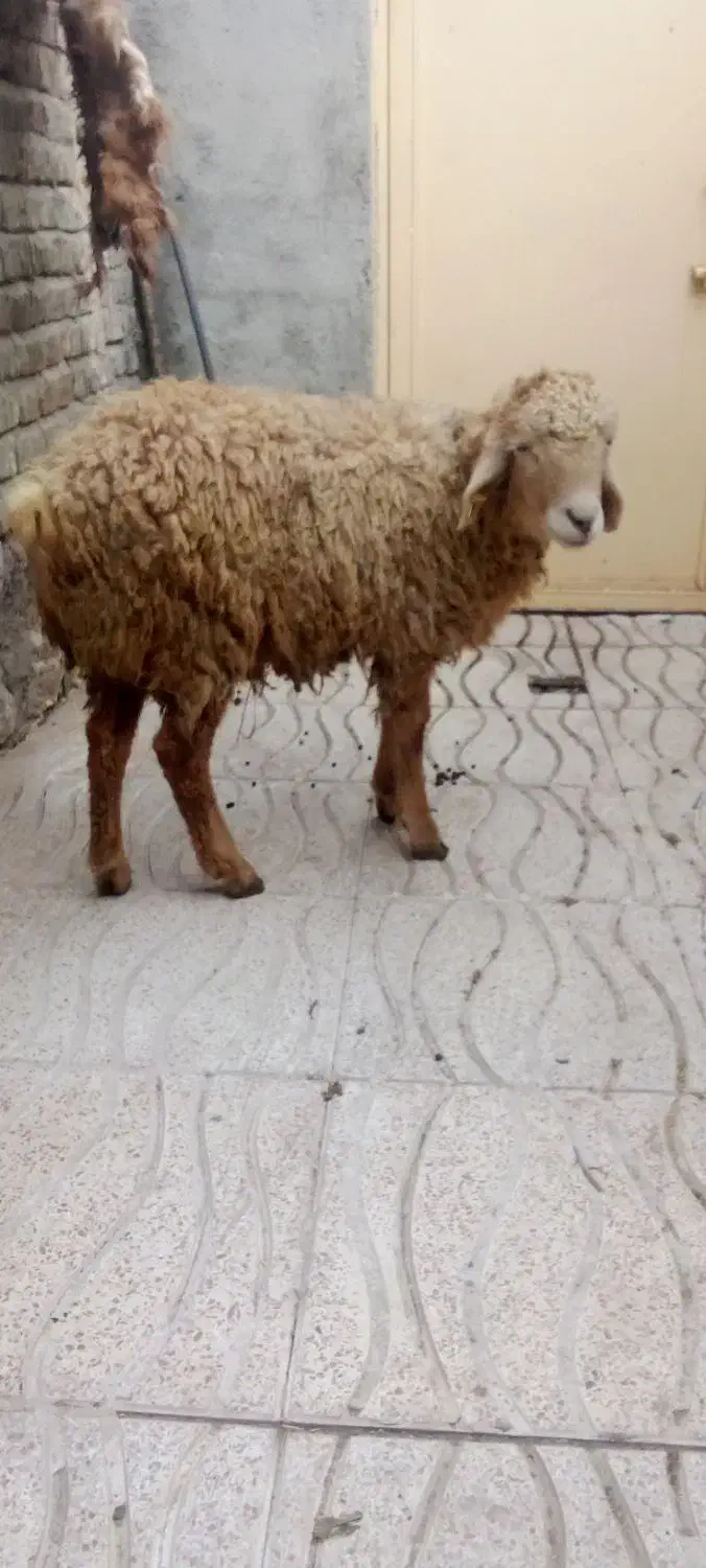 تقلی گیج نر|حیوانات مزرعه|مشگین شهر, |دیوار