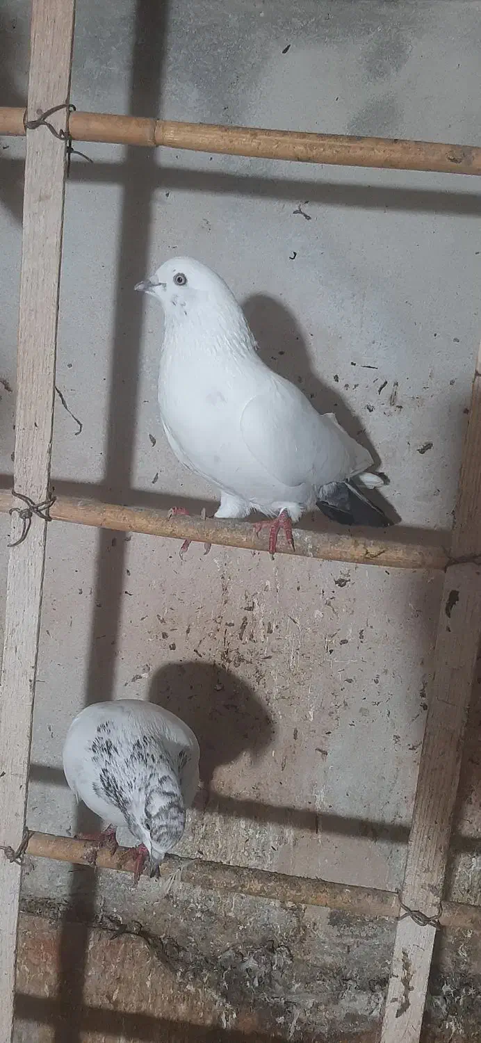 تعدادی کبوتر نر و ماده|پرنده|چالوس, |دیوار