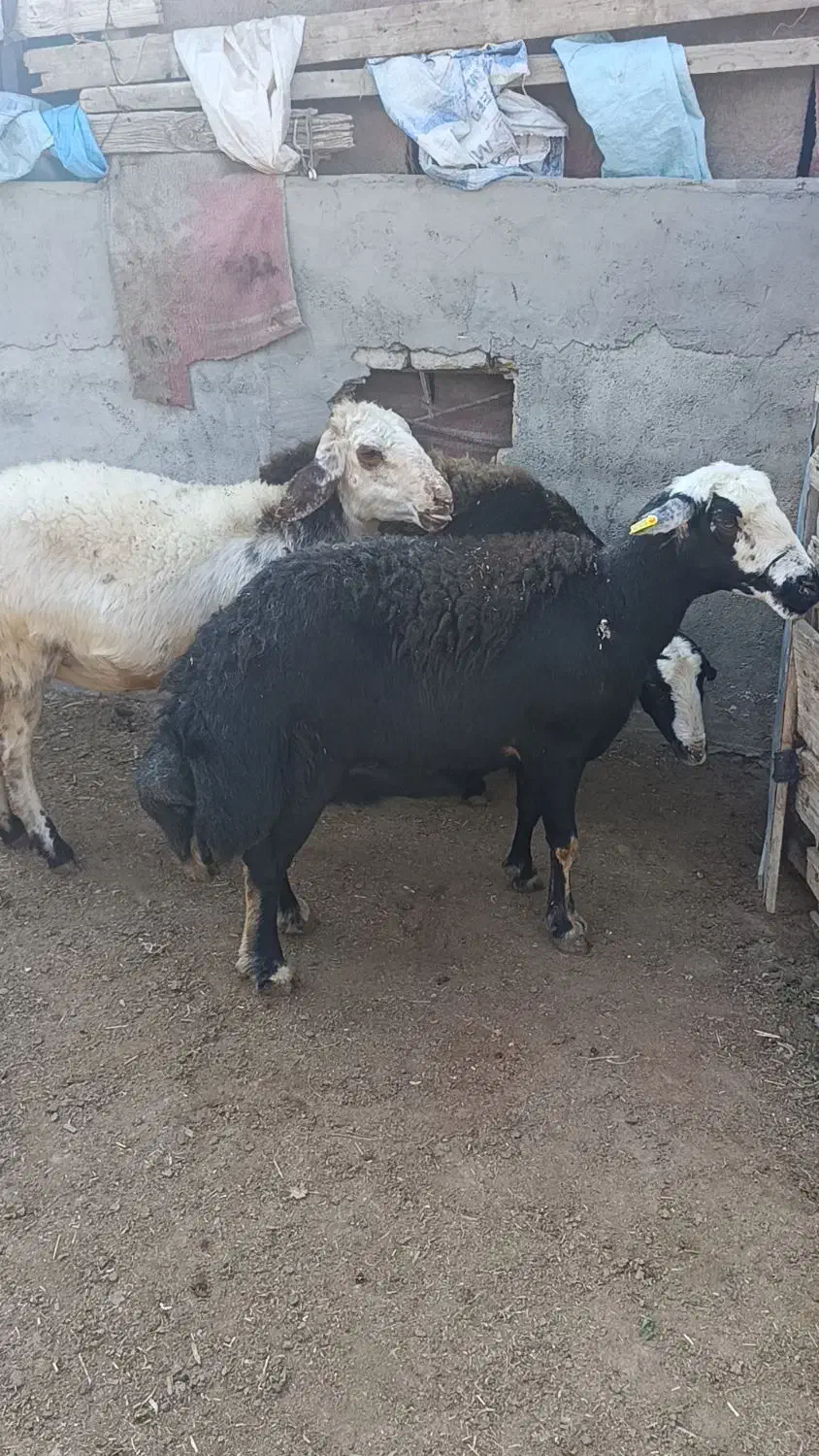 3راس میش عشقی قوچ خورده|حیوانات مزرعه|سیمین شهر, |دیوار