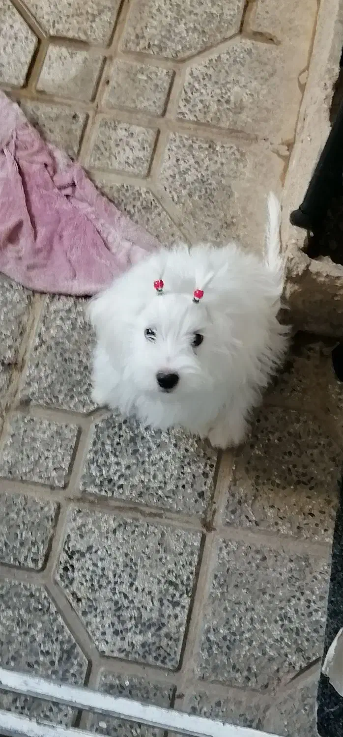 سگ‌پاپی‌فروشی|سگ|ساوه, |دیوار