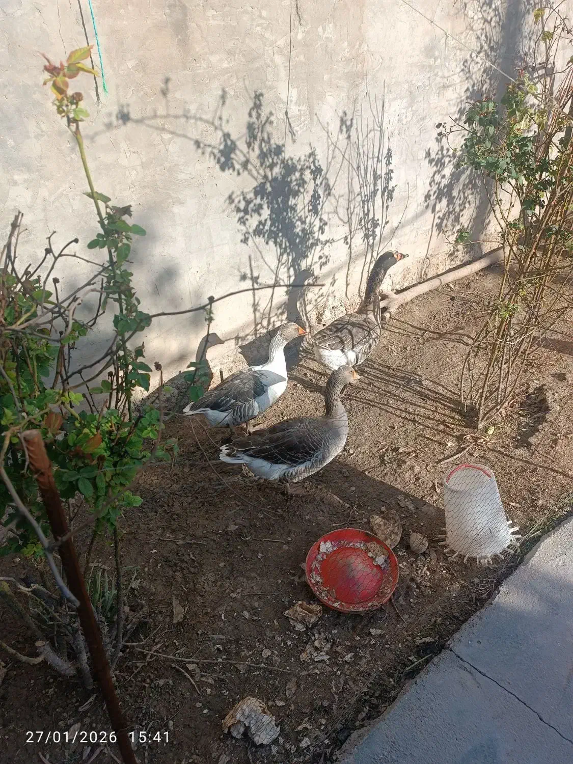 قیمت،4000000|حیوانات مزرعه|ایذه, |دیوار