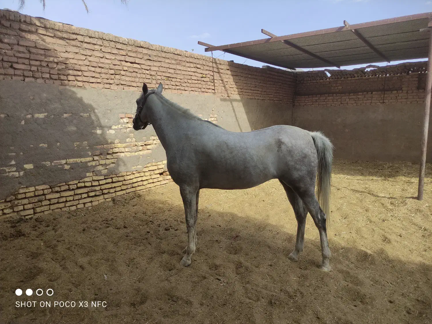 اسب|اسب و تجهیزات اسب‌سواری|رفسنجان, |دیوار