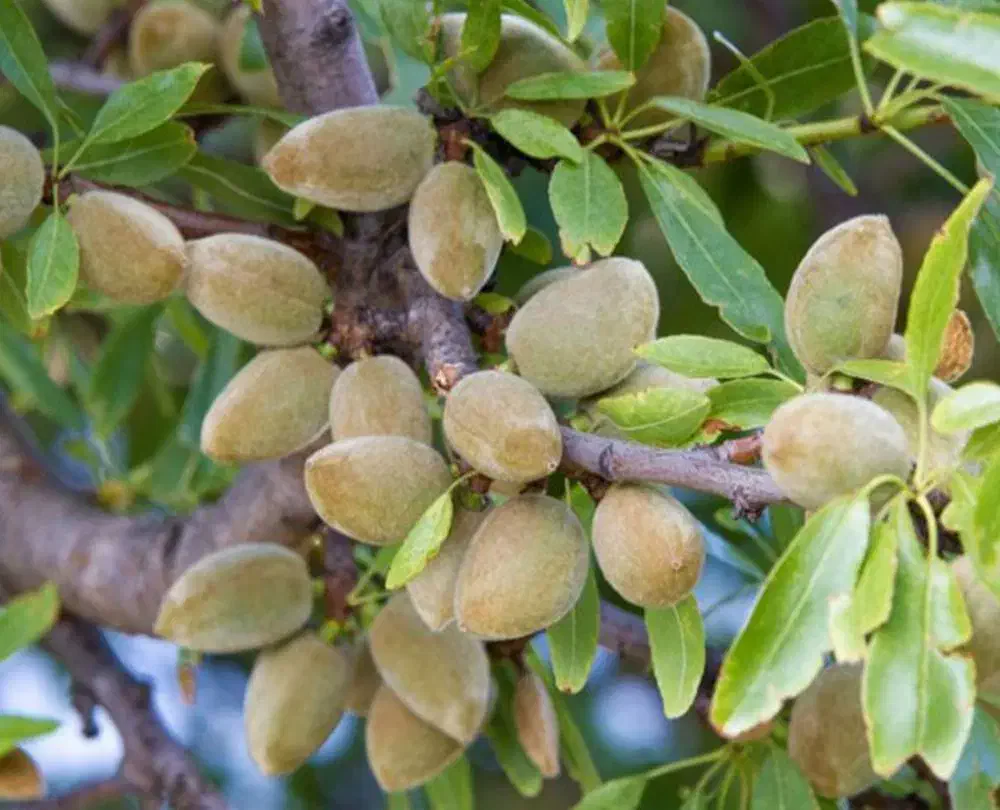 نهال بادام خوشه ای|خدمات باغبانی و درختکاری|تاکستان, |دیوار