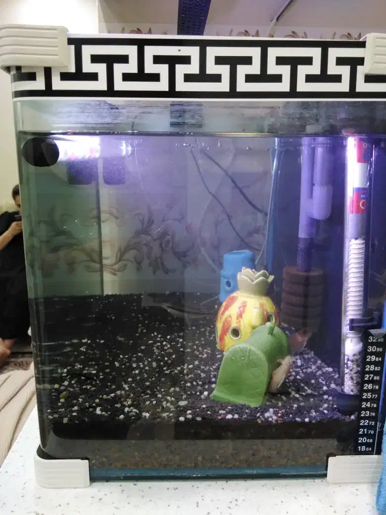 اکواریوم|ماهی|تهران, فلسطین (میدان انقلاب)|دیوار