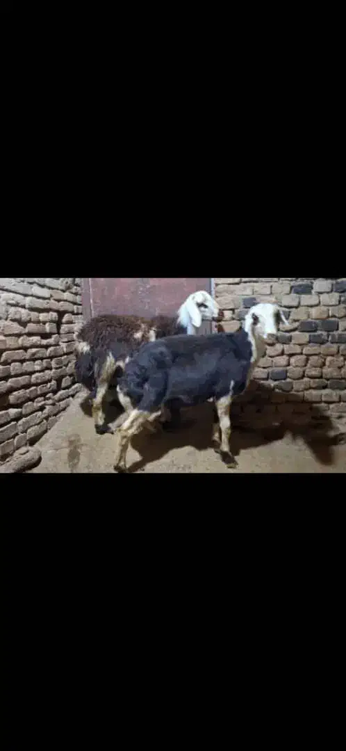 فروش دو عدد بره قوچ|حیوانات مزرعه|زند, |دیوار