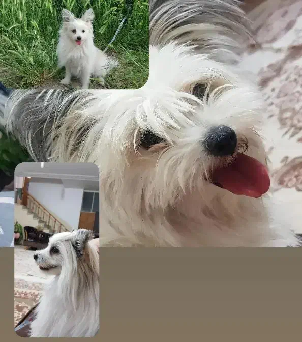 سگ جیبی پامر اشپیتز|سگ|مرودشت, فرهنگ|دیوار