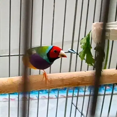 فنچ گلدین|پرنده|فولادشهر, A4|دیوار