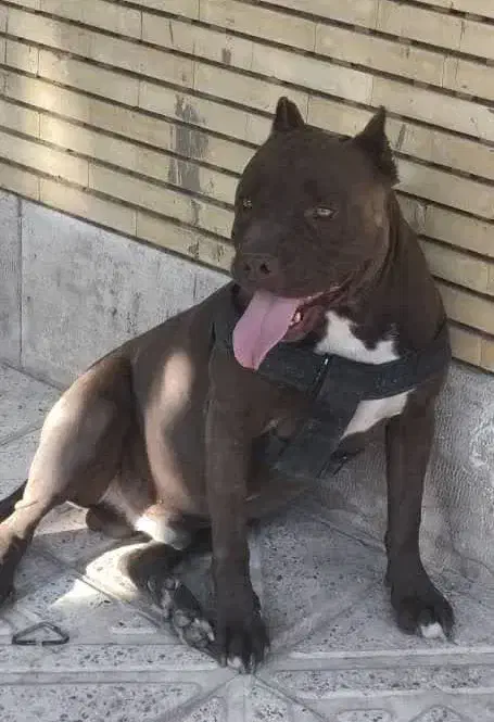 فروش سگ پیت بول|سگ|جیرفت, |دیوار