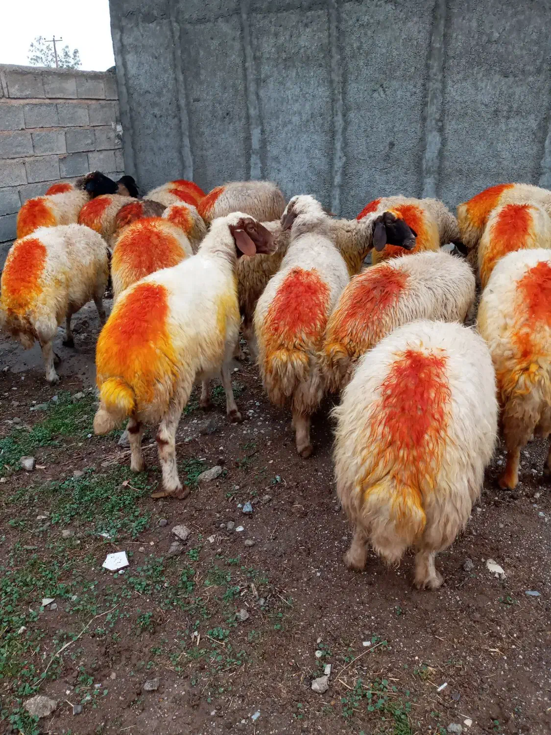 گوسفند آبستن|حیوانات مزرعه|مهران (ایلام), |دیوار