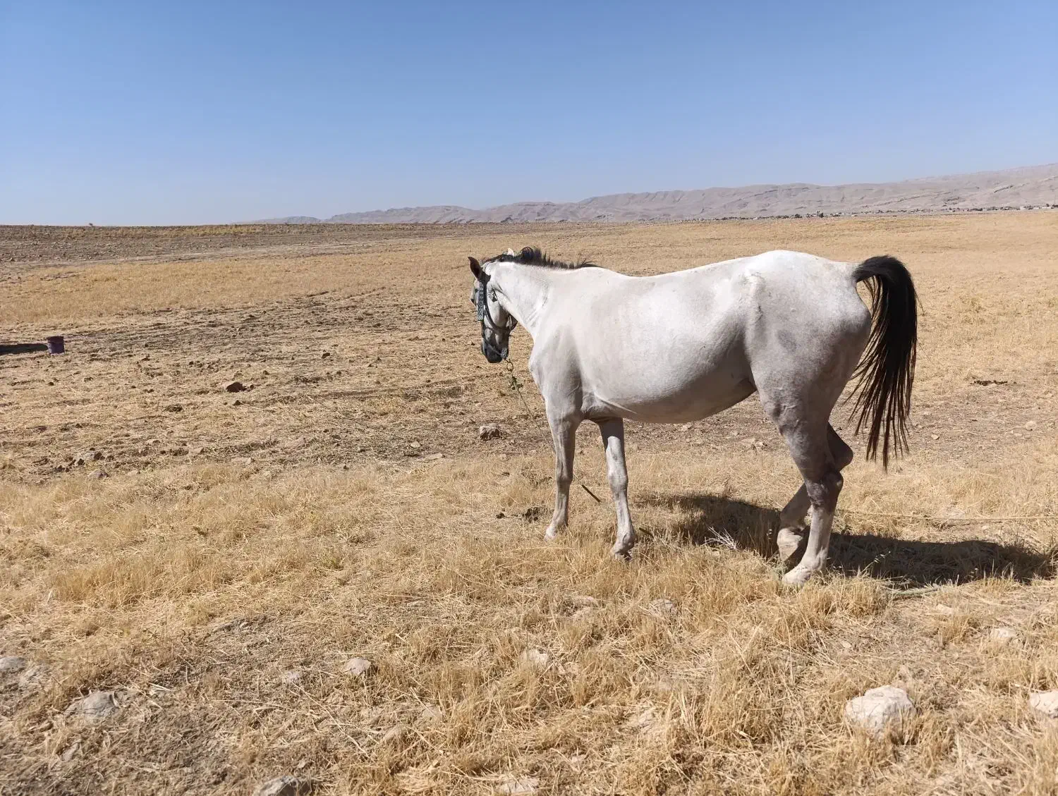 اسب|اسب و تجهیزات اسب‌سواری|سوری, |دیوار