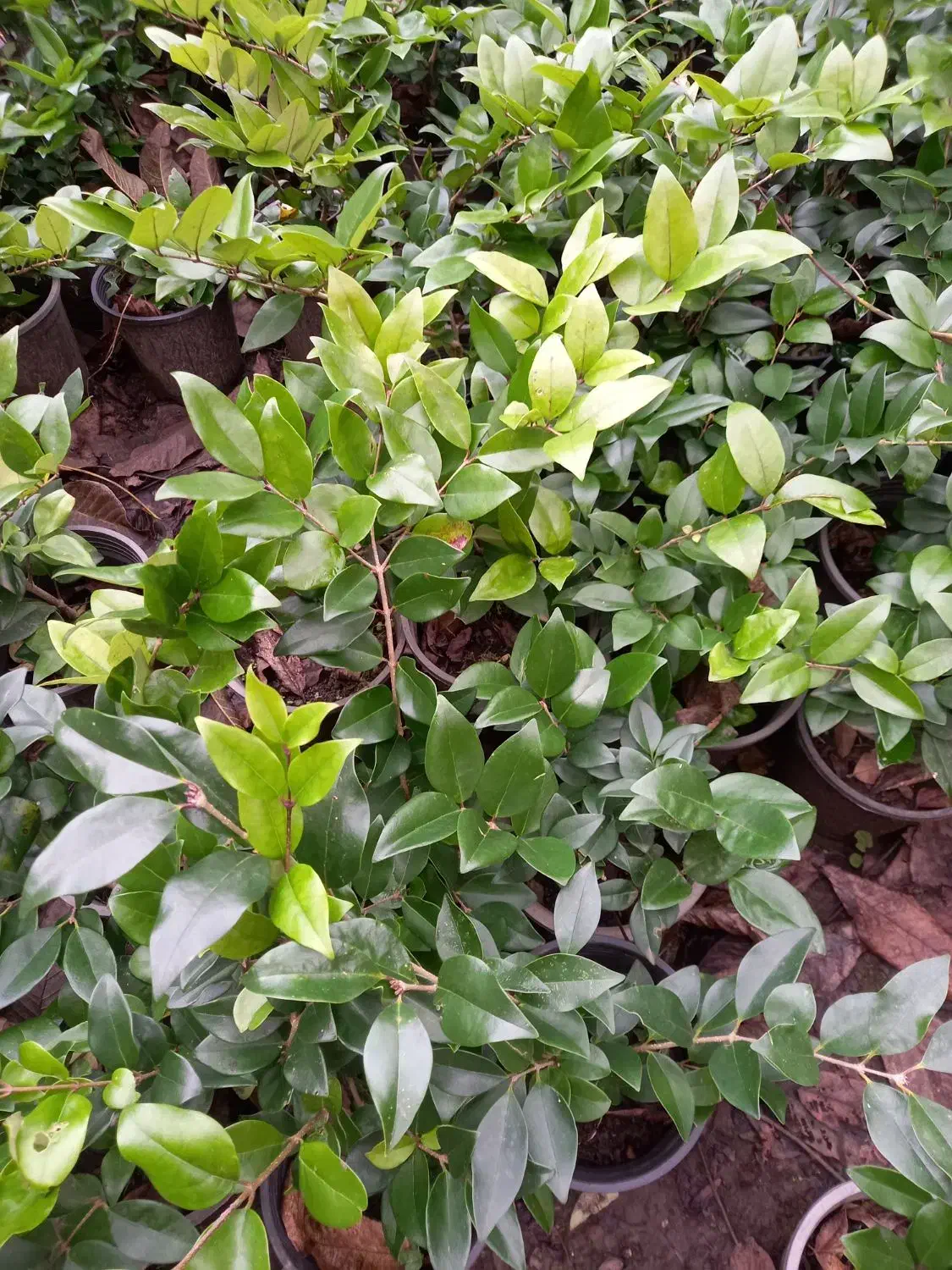 گل یاس|گل و گیاه طبیعی|رحیم‌آباد, |دیوار