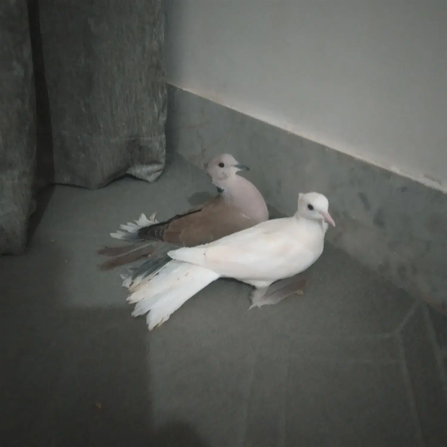 پرنده زینتی|پرنده|فاضل آباد, |دیوار