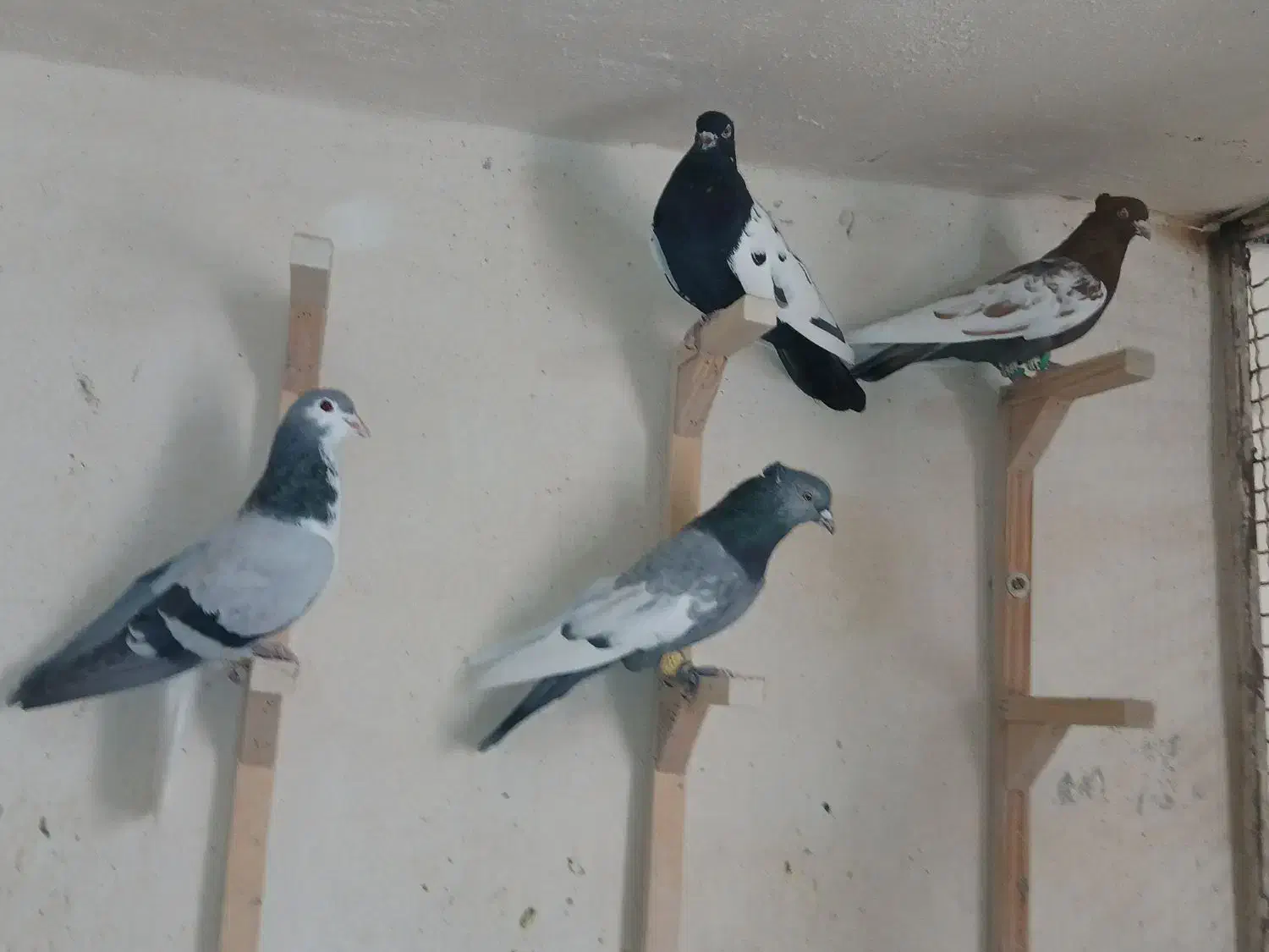 کفتر بهبانی|پرنده|شیراز, سعدیه شمالی|دیوار