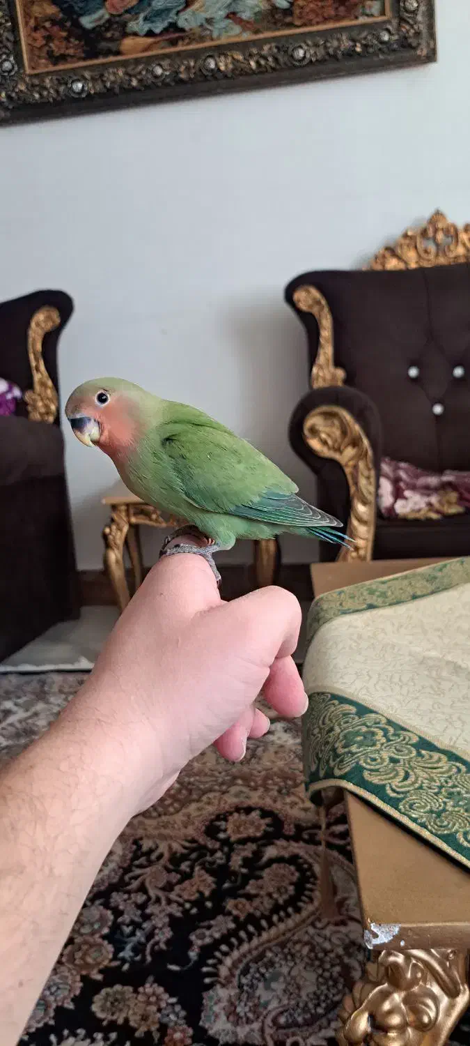 عروسی هلندی و طوطی برزیلی سرلاکی دو ماهه|پرنده|اردبیل, |دیوار