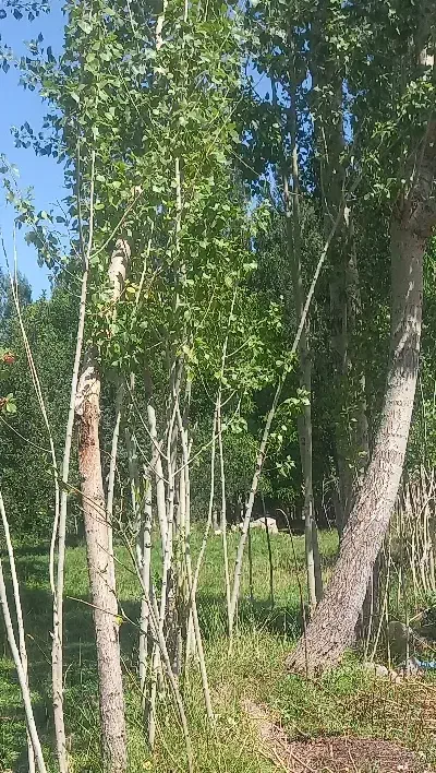 نظافت ساختمان میکنم|خدمات نظافت|بستان آباد, |دیوار