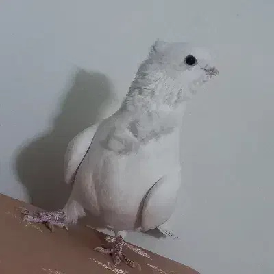 ماده شامی (نوک ریز) سینه فر معاوضه اصفهانی|پرنده|اصفهان, محله سفلی|دیوار