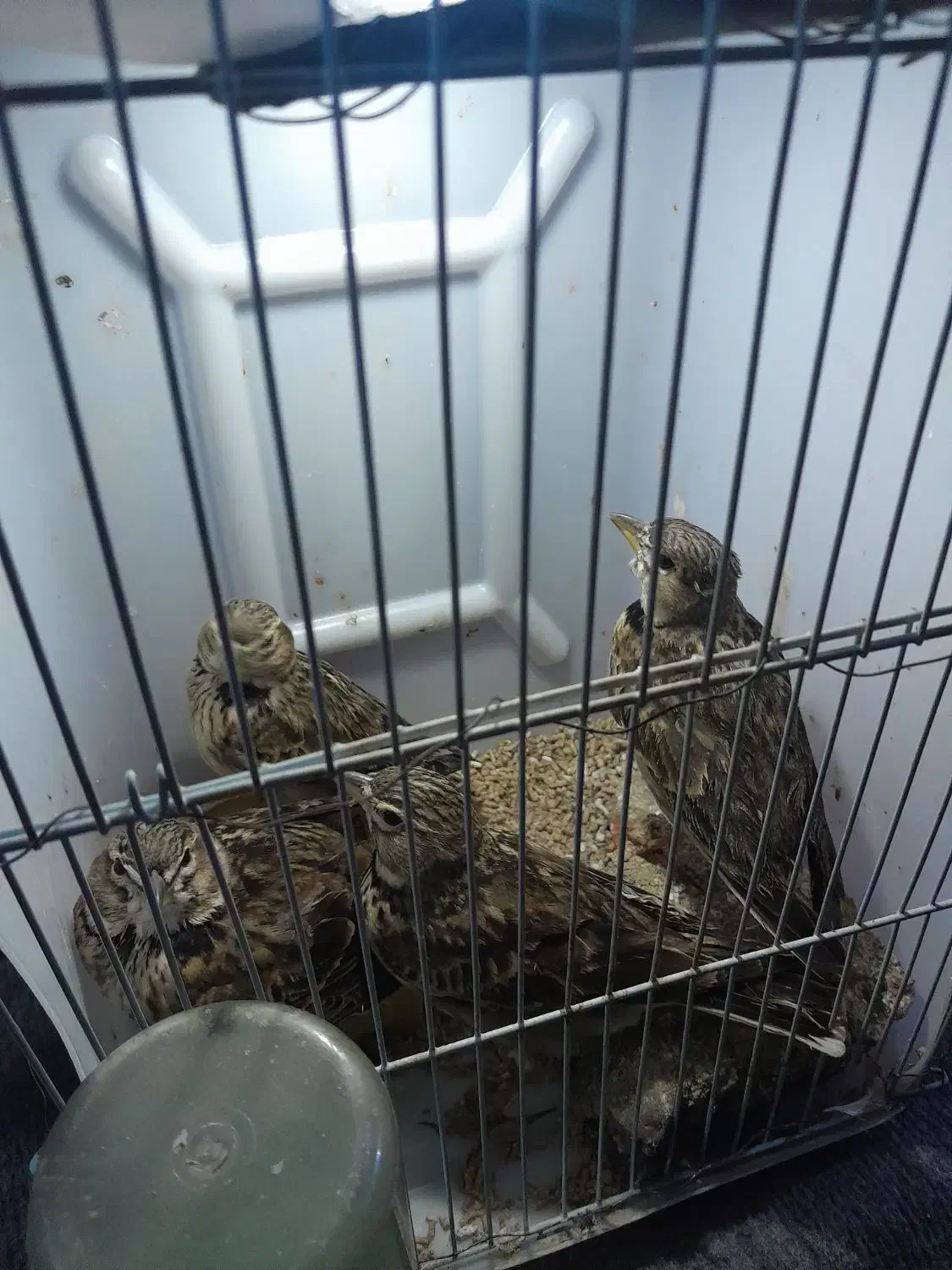 سهره خاکی|پرنده|رشت, کوی حسینی|دیوار