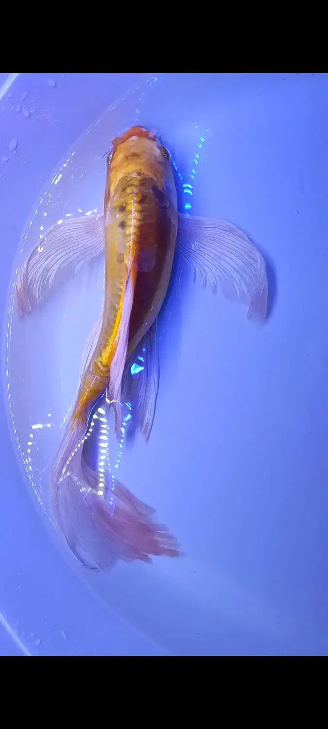 ماهی باترفلای کوی فول چرم|ماهی|قم, انصار‌الحسین|دیوار