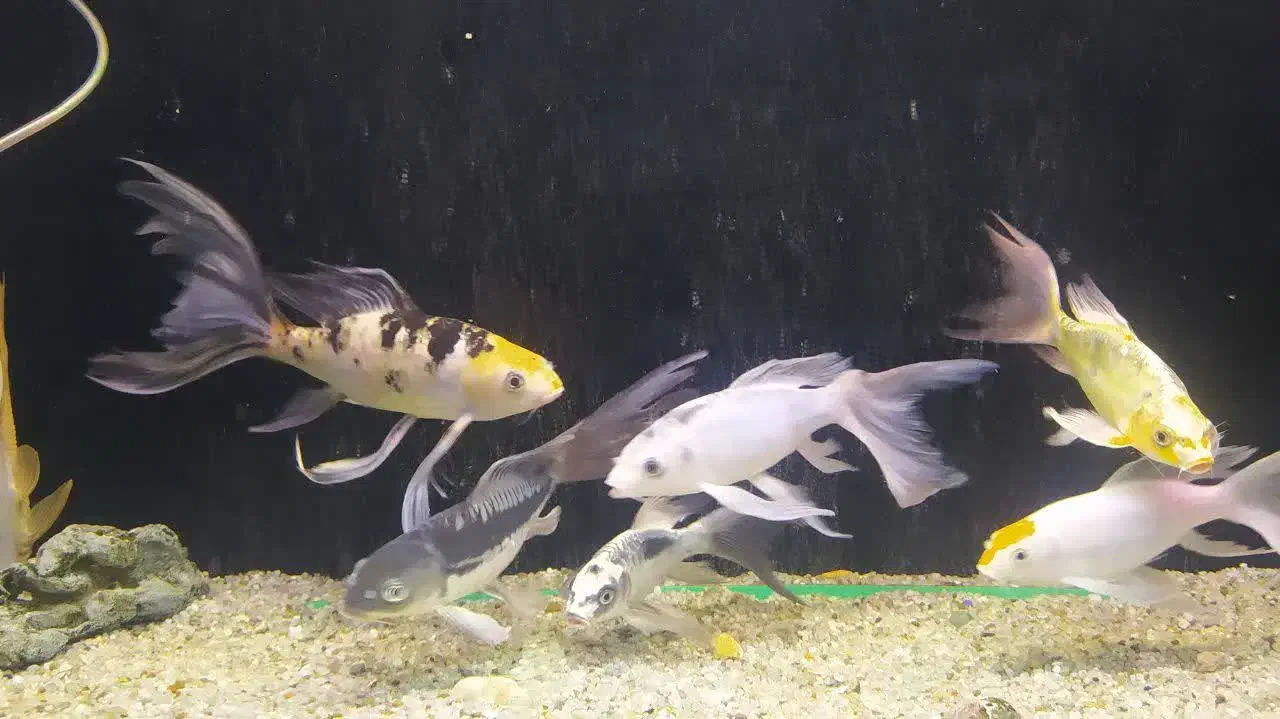 ماهی کوی|ماهی|ورامین, ورامین|دیوار