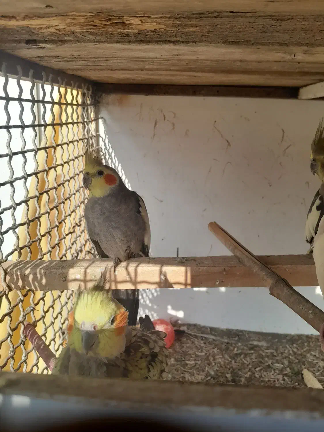 4عدد عروس هلندی|پرنده|رامسر, |دیوار