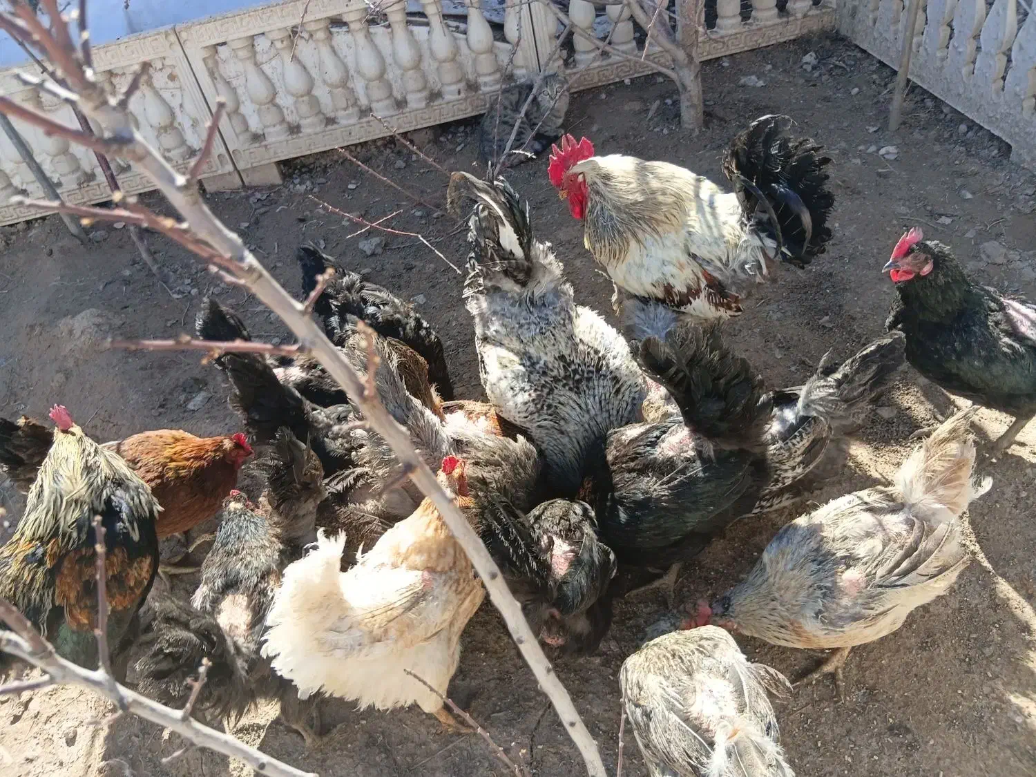 مرغ وخروس|حیوانات مزرعه|صوفیان, |دیوار