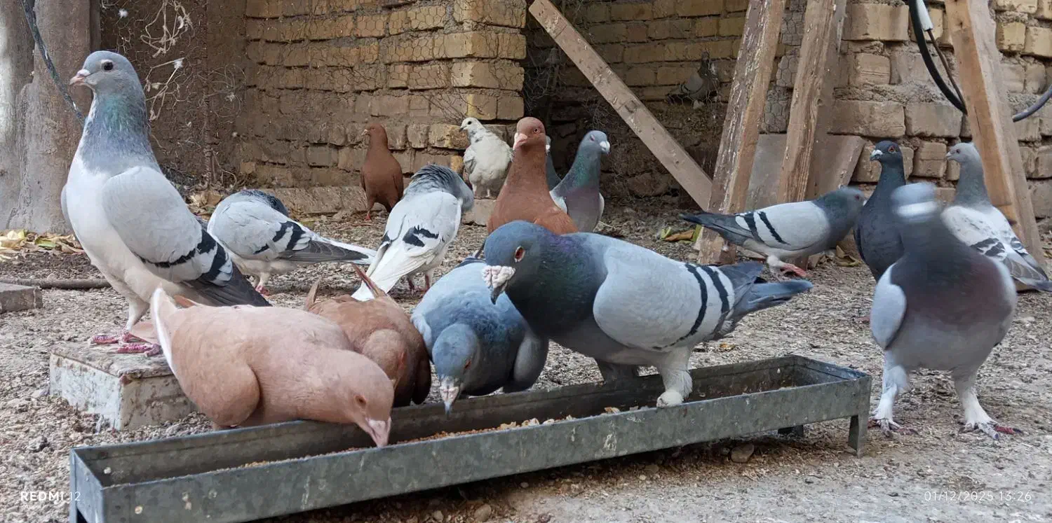 کبوتر پلاکی|پرنده|کازرون, |دیوار