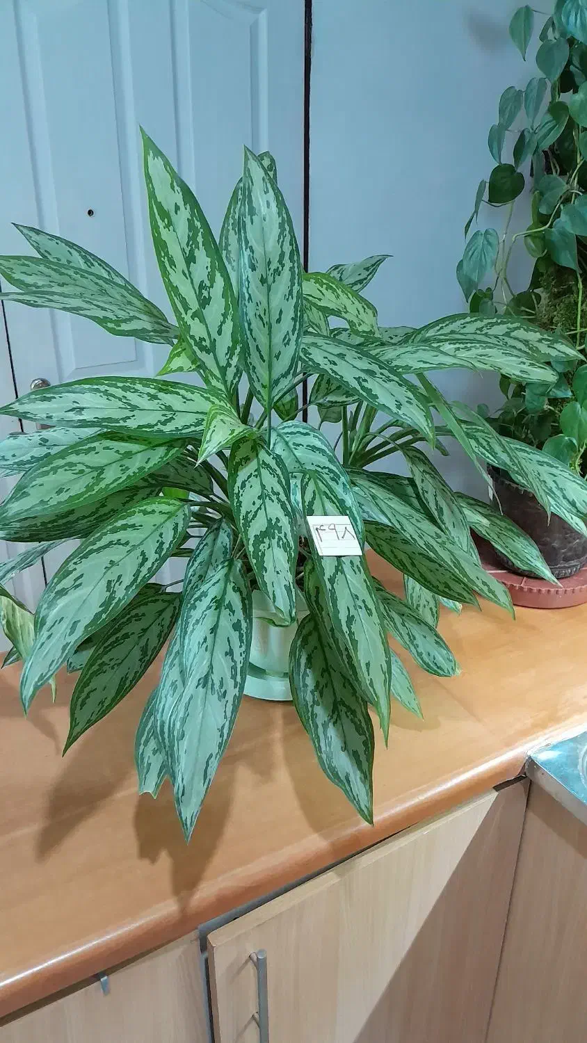 گل طبیعی|گل و گیاه طبیعی|فردیس, فرامرزیه|دیوار