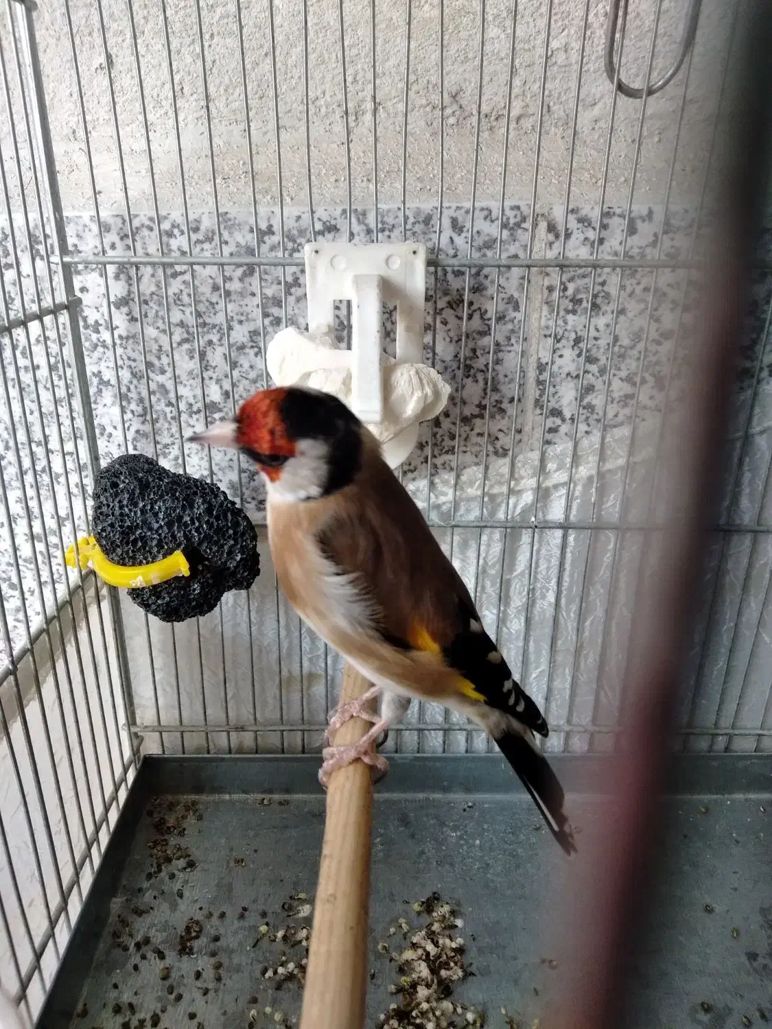 سهره جفتی|پرنده|هشتگرد, شهرک وحدت|دیوار