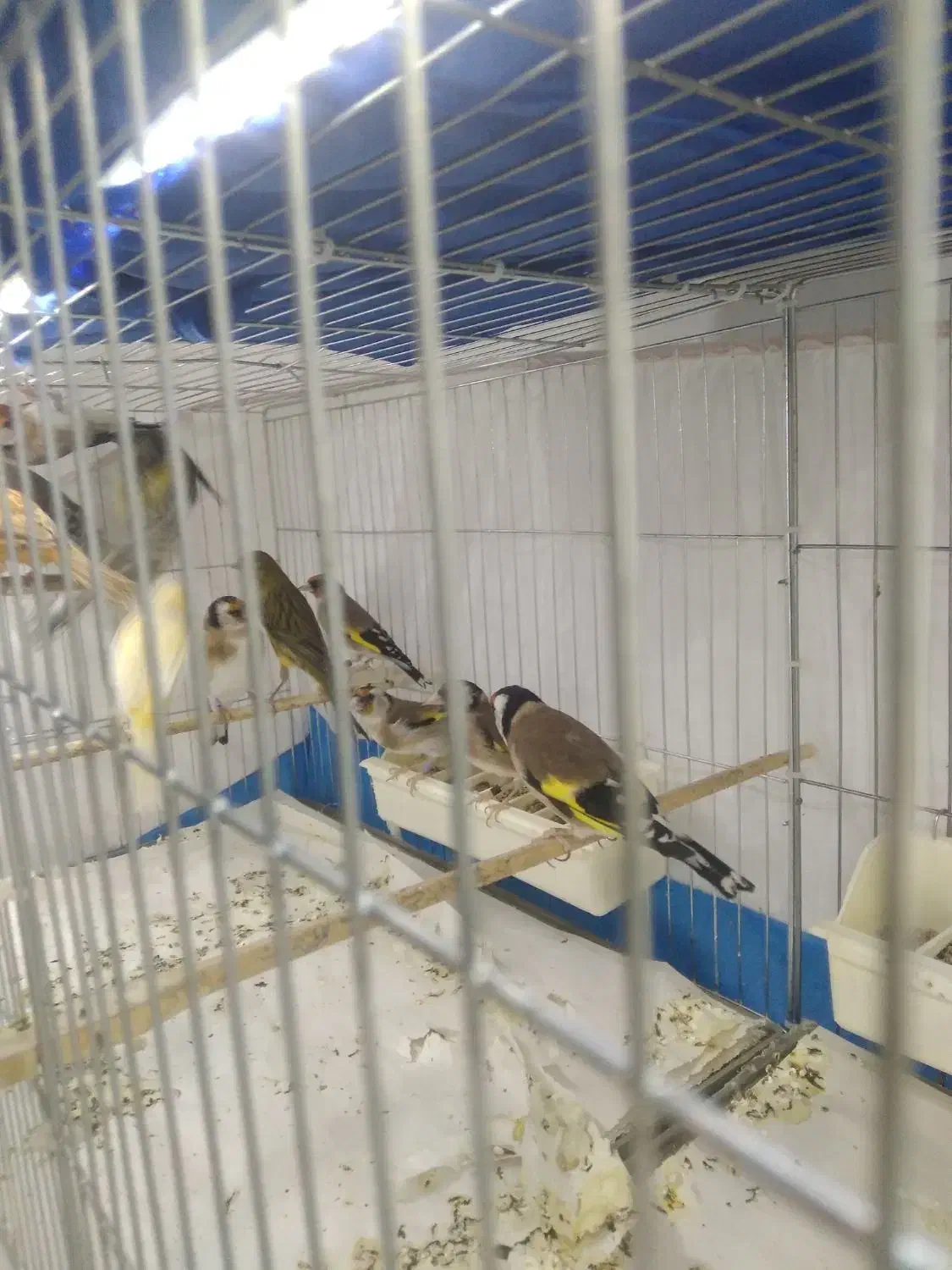 سهره و جادونی برنجی|پرنده|ری, اقدسیه|دیوار