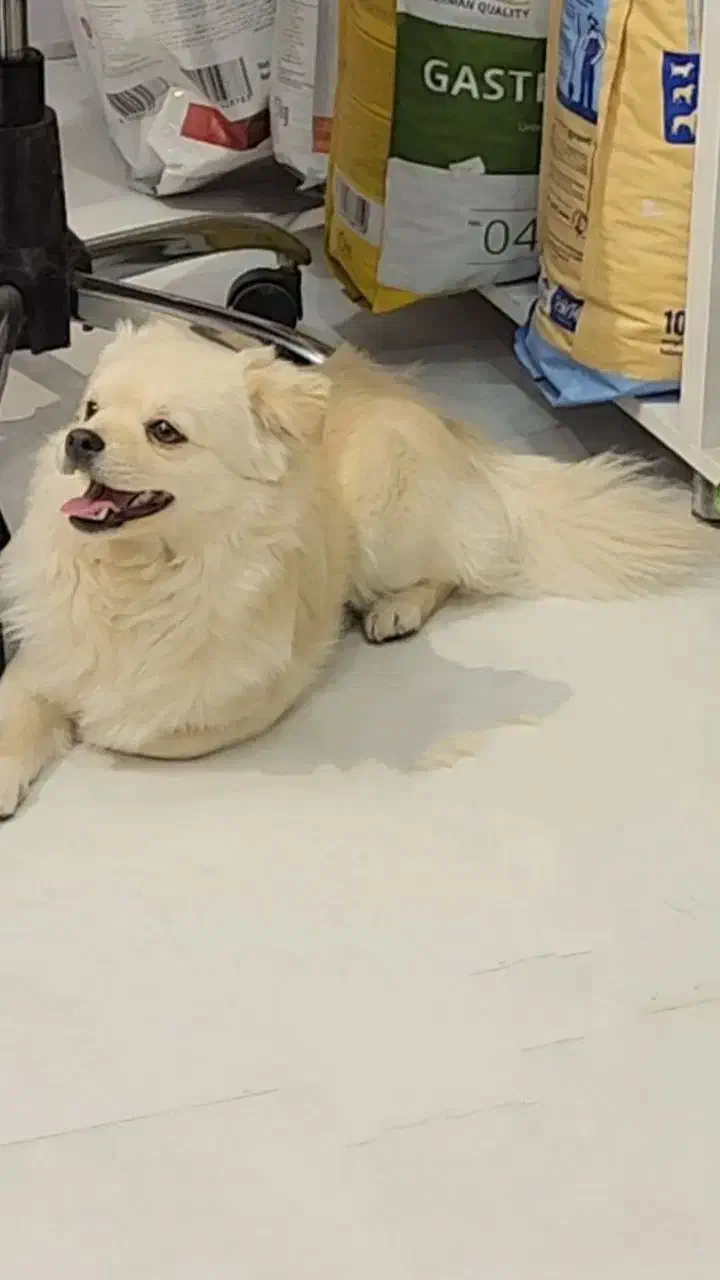 پاپی هاسگی|سگ|تربت‌حیدریه, پائین ولایت|دیوار